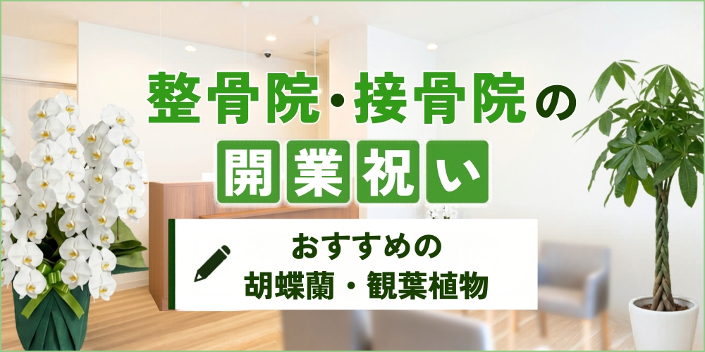 整骨院・接骨院の開業祝いで喜ばれる胡蝶蘭・観葉植物｜おすすめ5選と贈り方マナー