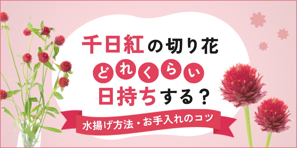 千日紅の切り花はどれくらい日持ちする？水揚げ方法・お手入れのコツ