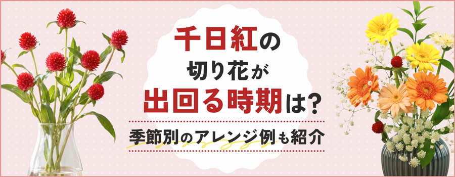 千日紅の切り花が出回る時期は？