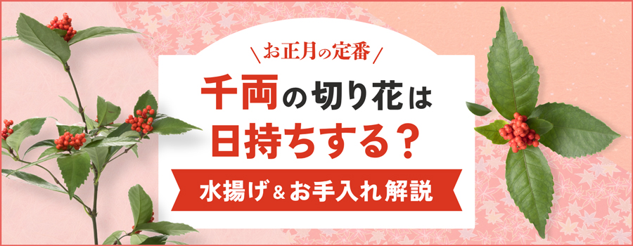 千両の切り花は日持ちする？