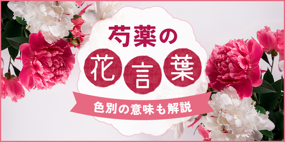 芍薬の花言葉は？色別の意味・おすすめのプレゼントシーンもご紹介