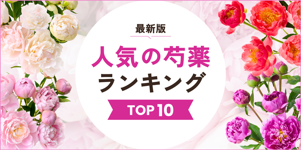 芍薬人気ランキングTOP10｜定番色やおすすめの品種を紹介
