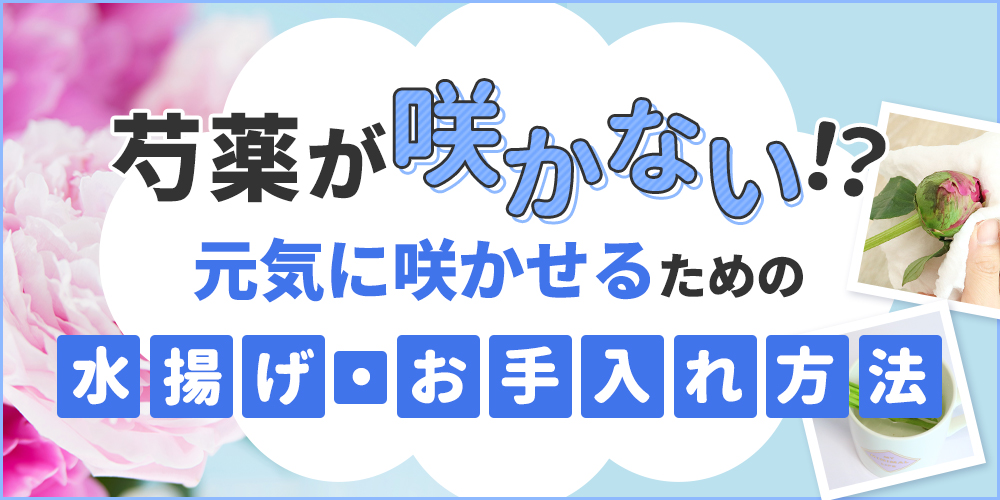 芍薬が咲かない？蕾を咲かせる方法を徹底解説