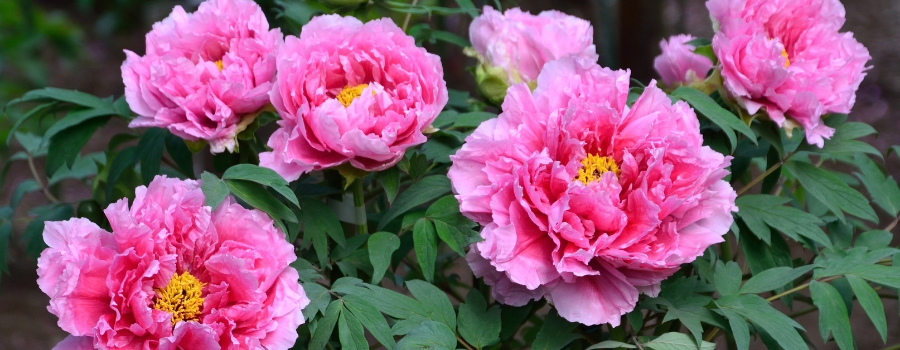 芍薬の季節はいつ?園芸上の開花時期と花屋での出回り時期の違い