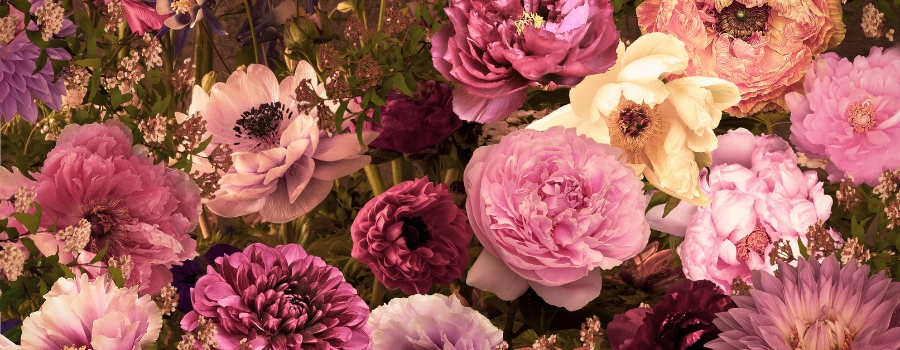 【月別カレンダー】花屋で芍薬の切り花が出回る時期と特徴