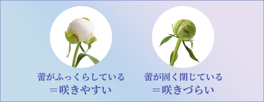 蕾の固さを確認して買う