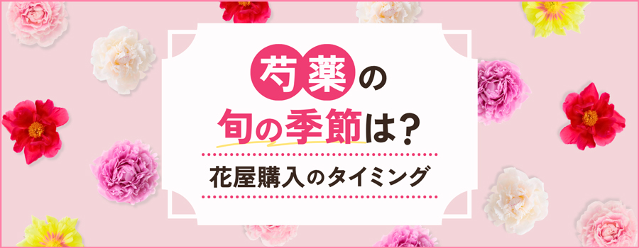 芍薬の旬の季節は？花屋購入のタイミング