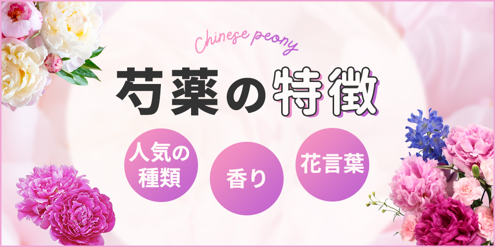 芍薬の特徴を徹底解説！購入時の注意点や人気品種も紹介