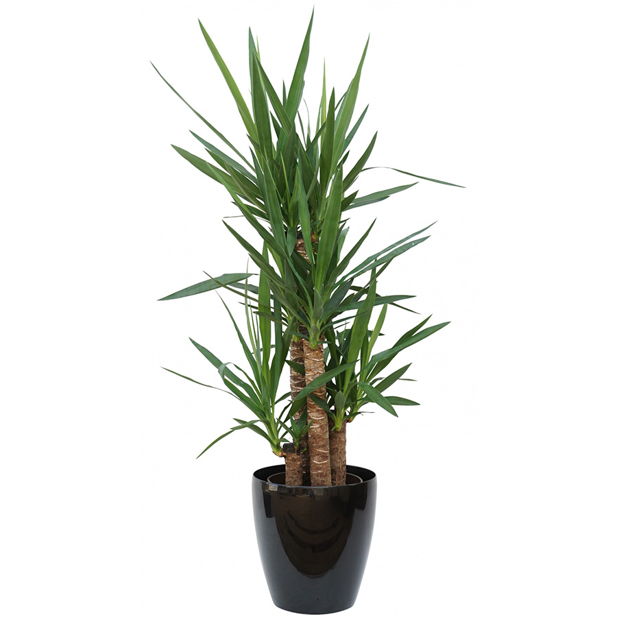 上司への昇進祝いにおすすめの観葉植物