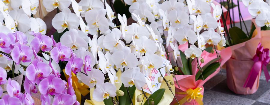 就任祝いの立札で失敗しないための5つの注意点