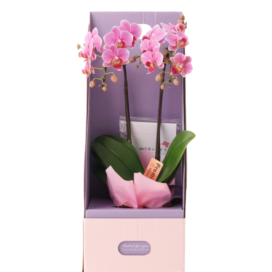 ミディ・ミニ胡蝶蘭