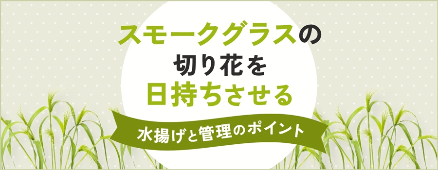 スモークグラスの切り花を日持ちさせる水揚げと管理のポイント