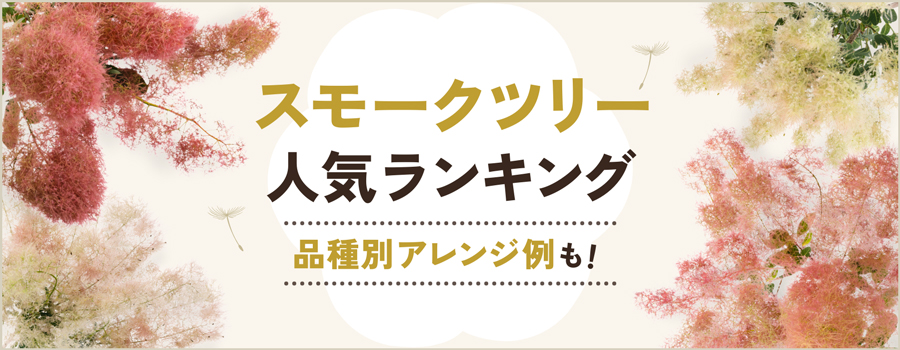 スモークツリー人気ランキング