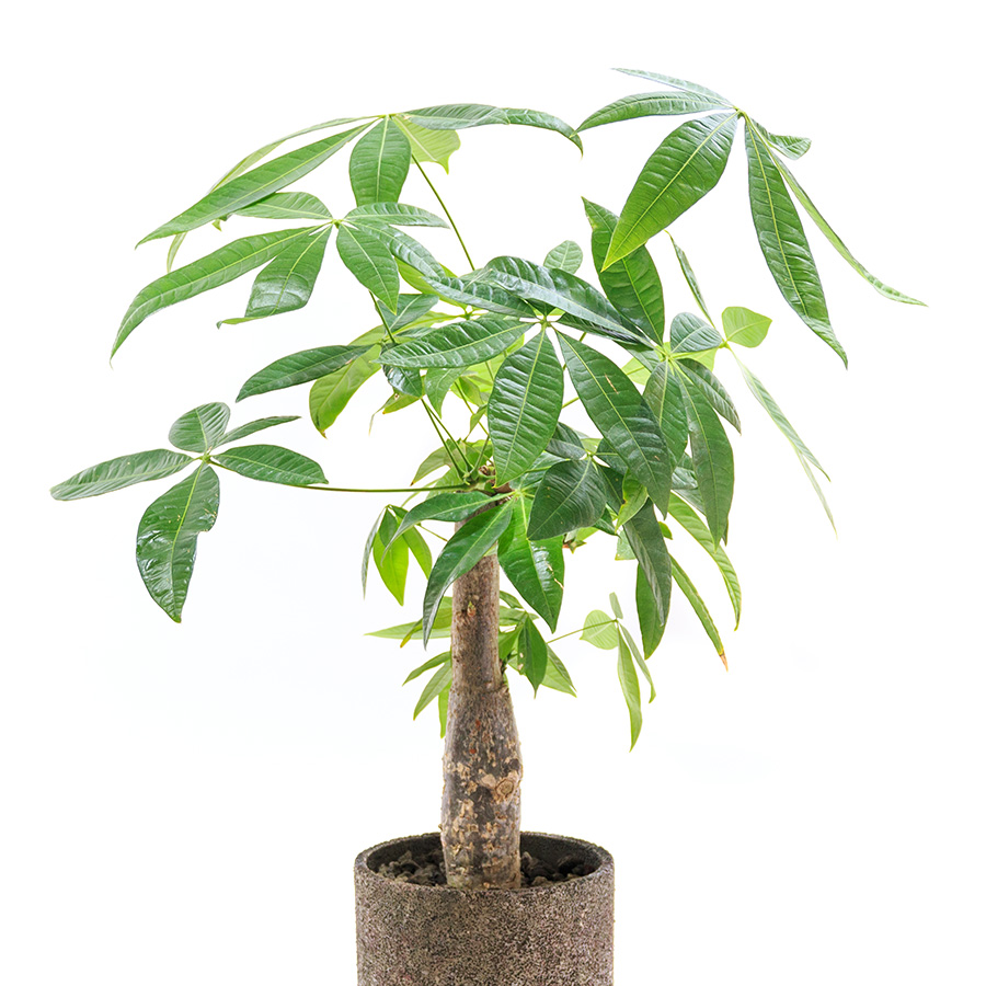 スナックの周年祝いにおすすめ観葉植物「パキラ」