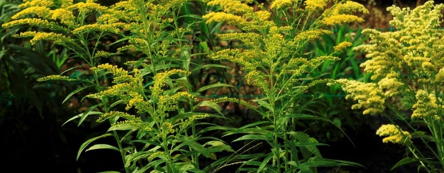 ソリダコの切り花の日持ちはどれくらい？