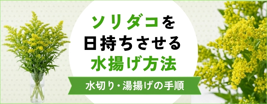 ソリダコを日持ちさせる水揚げ方法