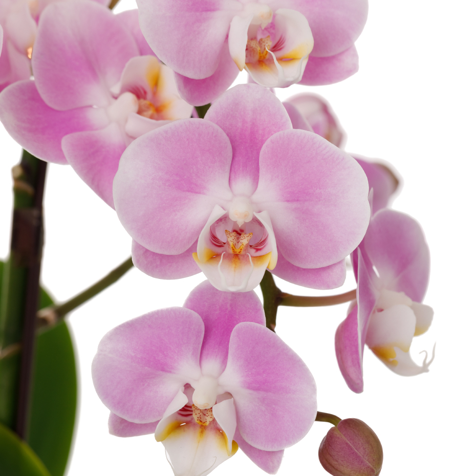 胡蝶蘭（花言葉：幸福が飛んでくる）