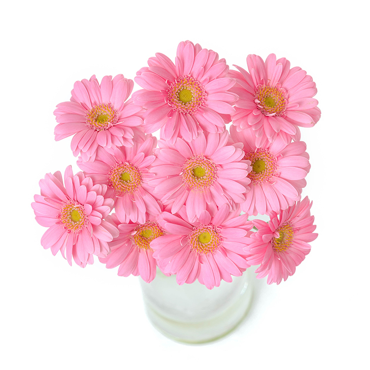 胡蝶蘭（花言葉：幸福が飛んでくる）