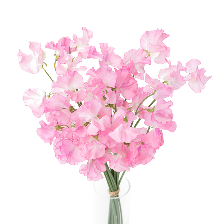 胡蝶蘭（花言葉：幸福が飛んでくる）