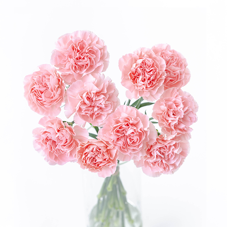 胡蝶蘭（花言葉：幸福が飛んでくる）