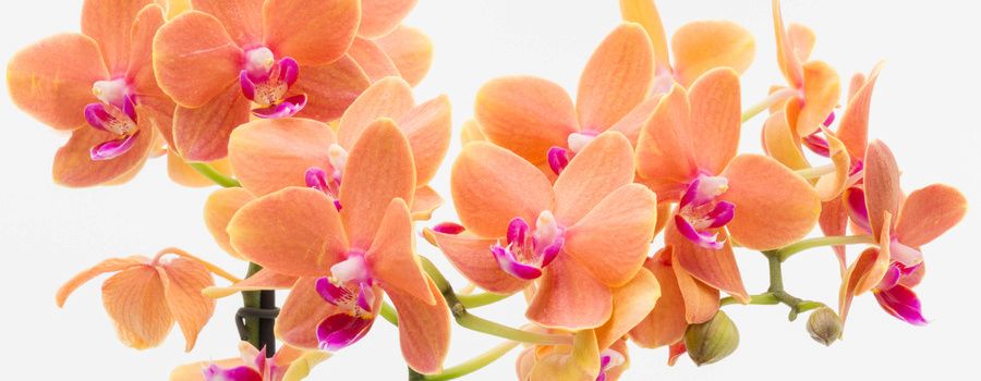 卒業祝いを贈るなら花束・アレンジメント・鉢植えどれが良い？