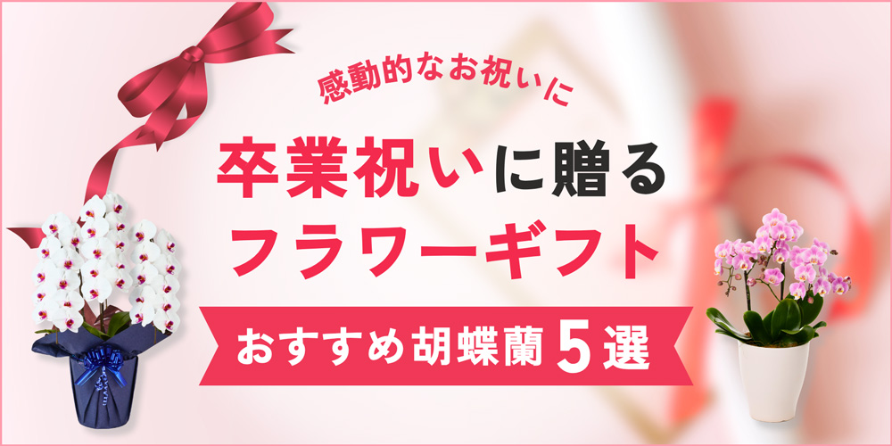 卒業式・卒園のお祝いに最適な胡蝶蘭・花ギフト｜選び方やメッセージ例も紹介