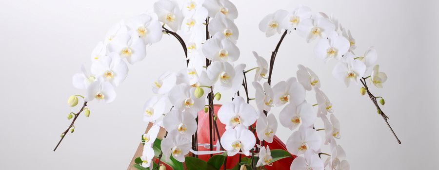 卒寿祝いにふさわしい胡蝶蘭の選び方｜色・サイズ・予算