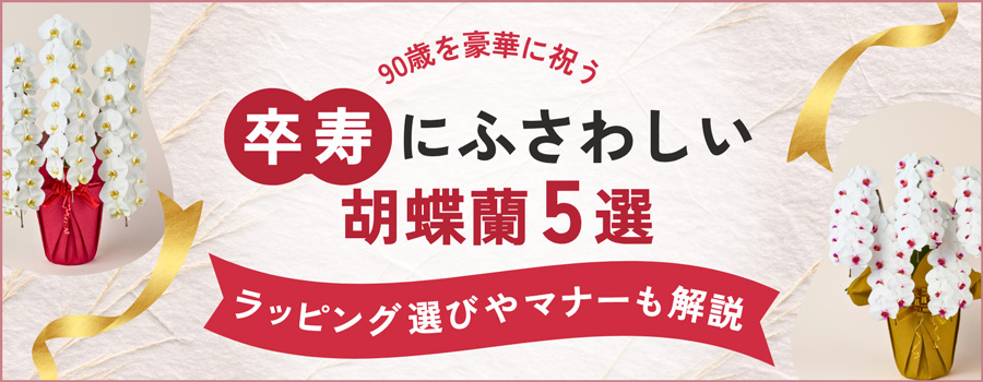 卒寿にふさわしい胡蝶蘭5選