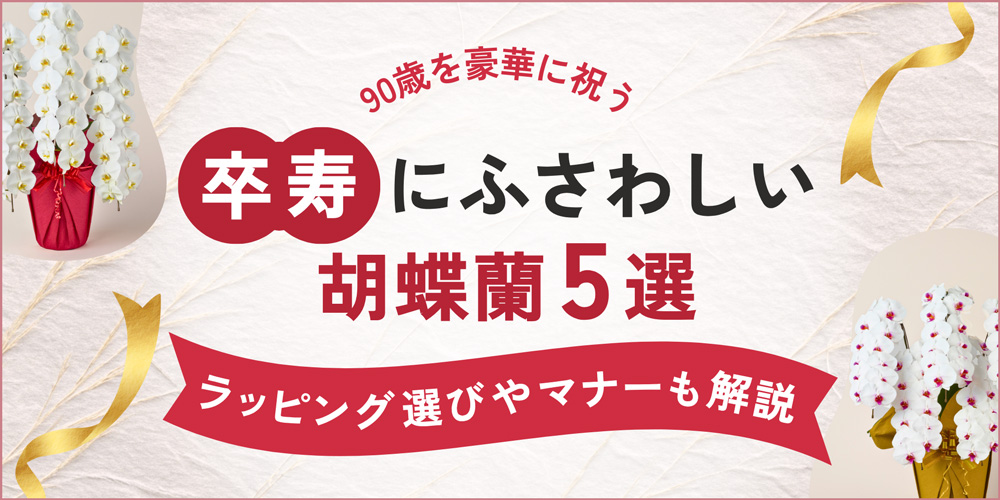 卒寿祝いにふさわしい胡蝶蘭5選｜ラッピングや贈り方マナーを徹底解説