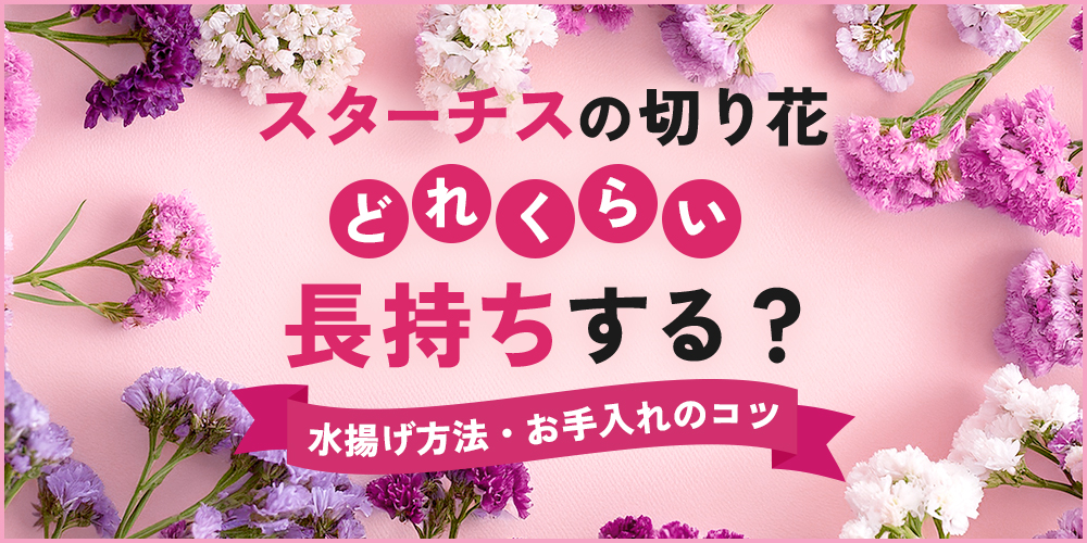 スターチスの切り花は長持ちする？日持ちさせる水揚げ方法・お手入れのコツ
