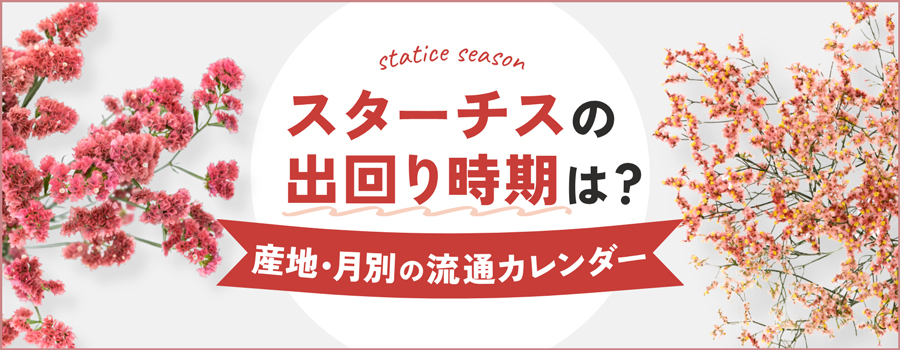 スターチスの出回り時期は？