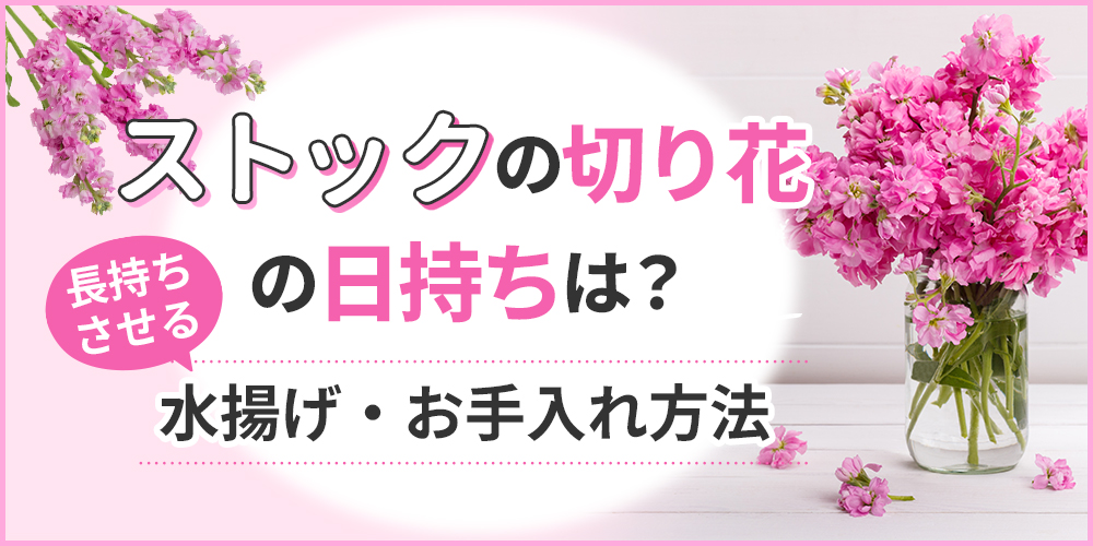 ストックの切り花は日持ちする？長持ちさせる水揚げ・お手入れの秘訣