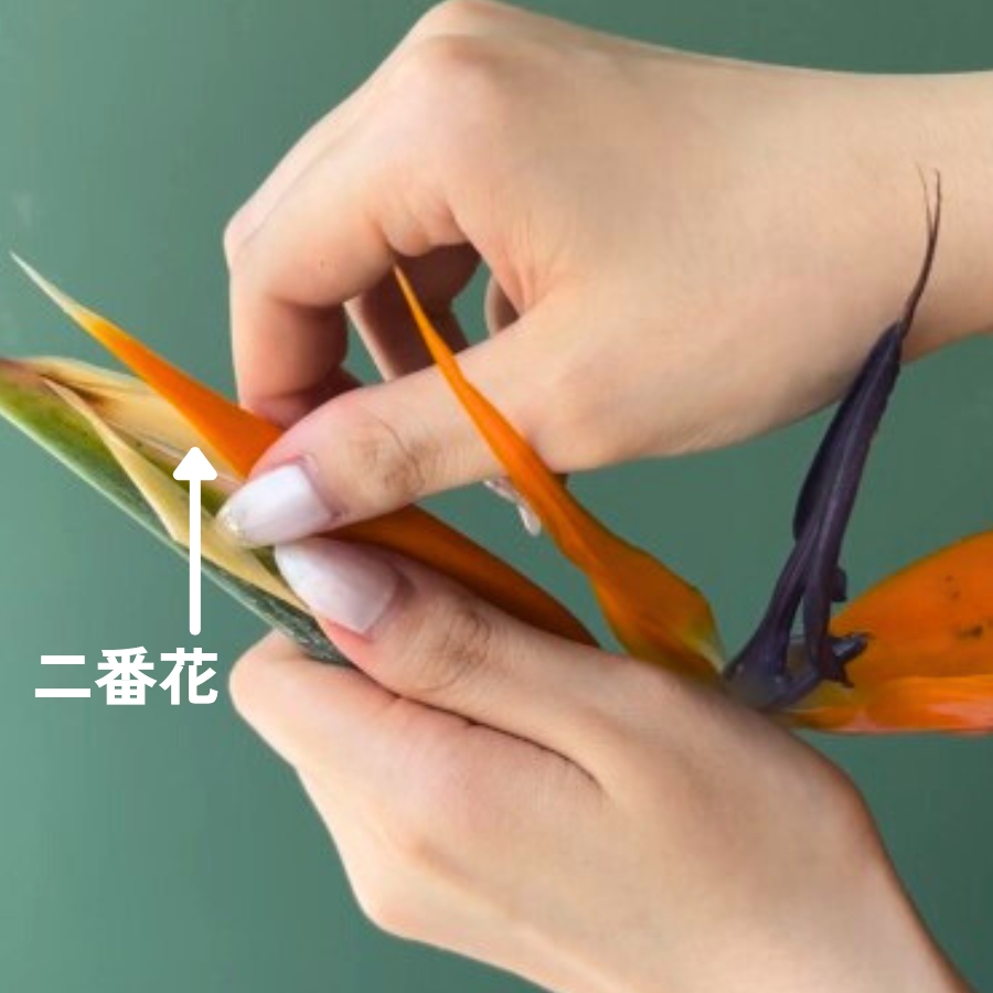 鞘の中にある新しいつぼみ（二番花）を引き出す