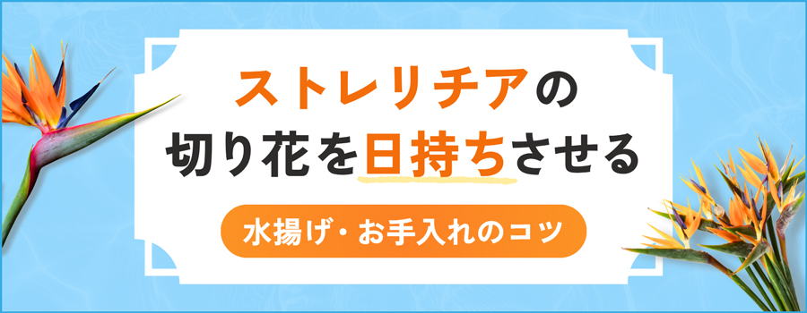 ストレリチアの切り花を日持ちさせる
