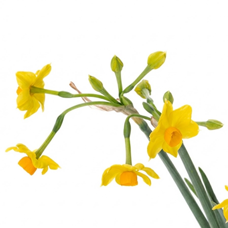 傷んだ花や、つぼみ周りの薄皮は都度取り除く