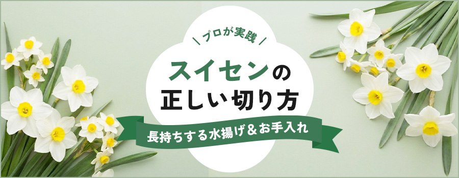 スイセンの正しい切り方