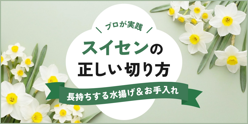 水仙の正しい切り方とは？長持ちする水揚げ・お手入れテクニック