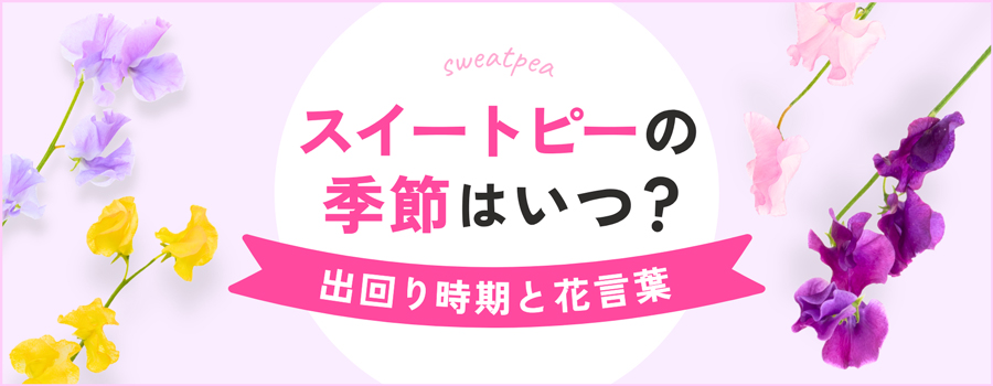 スイートピーの季節はいつ？