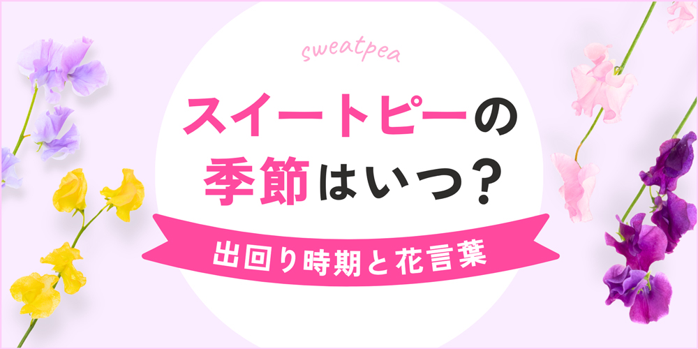 スイートピーの季節はいつ？旬の出回り時期と花言葉を徹底解説