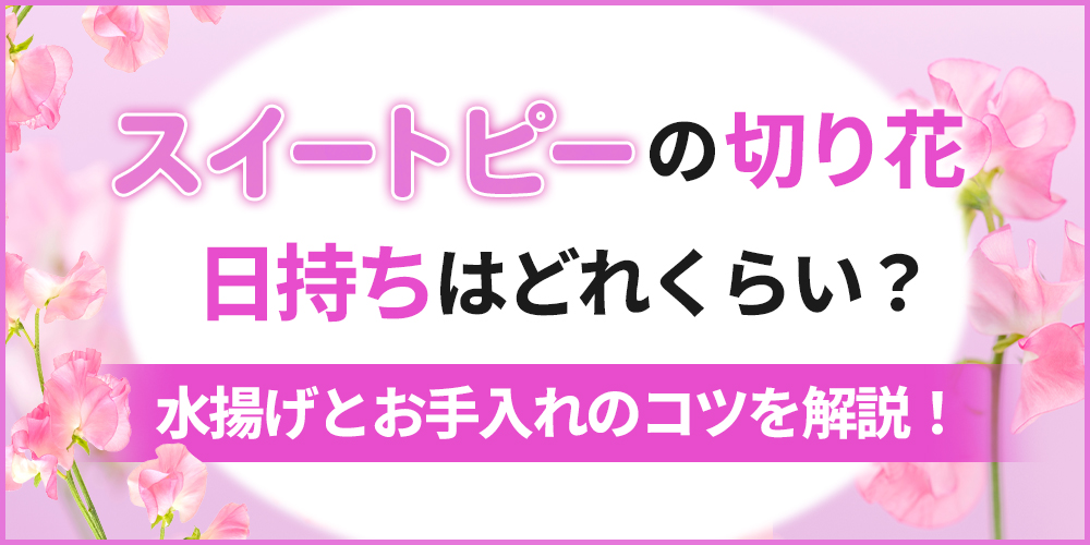 スイートピーの切り花は日持ちする？長持ちさせる水揚げ・お手入れのコツを徹底解説！