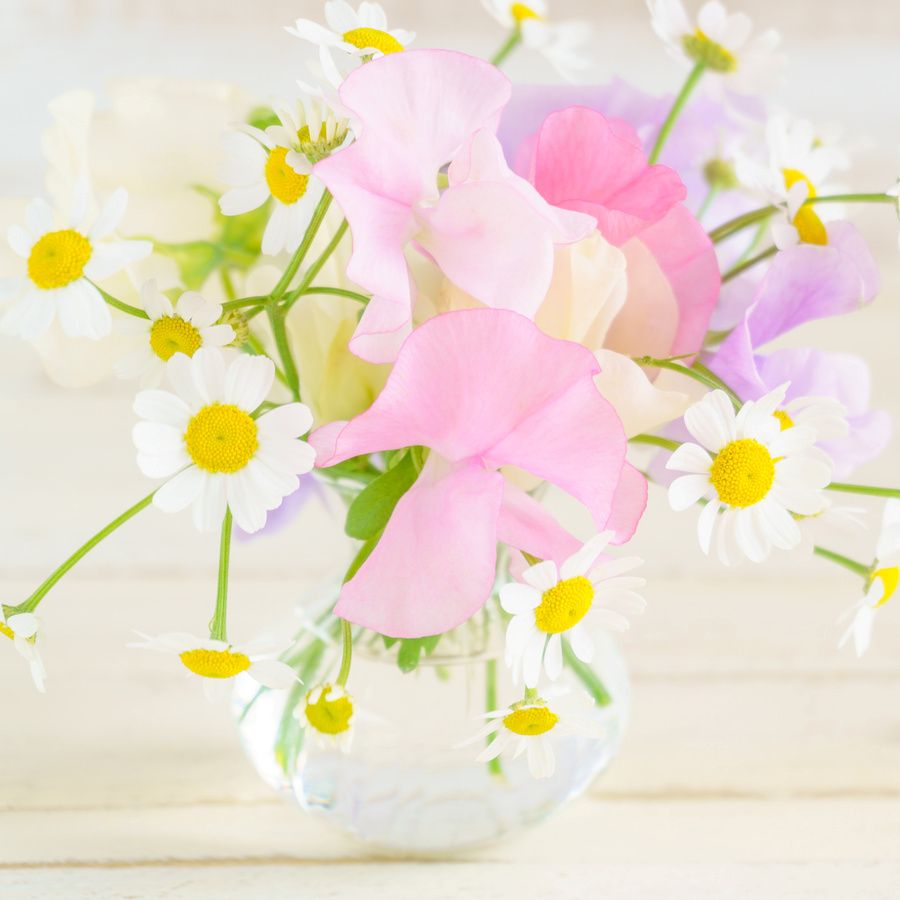 スイートピーとマトリカリアでボリュームを出すアレンジ