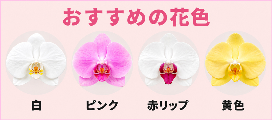 おすすめの色