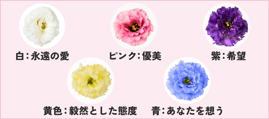色別のトルコキキョウの花言葉と最適なシーン