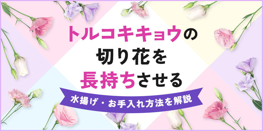 トルコキキョウの切り花を長持ちさせるには？日持ちする水揚げ・お手入れ方法を解説