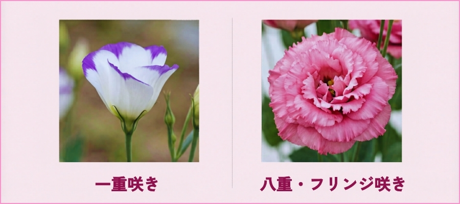 トルコキキョウの咲き方の種類｜一重咲き・八重咲き・フリンジ咲き