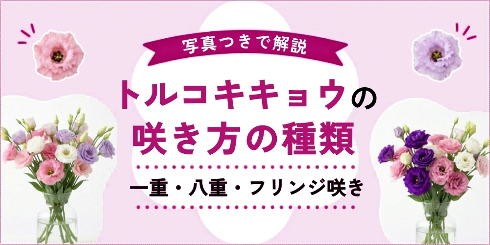 トルコキキョウの咲き方を徹底解説｜一重・八重・フリンジ咲きの特徴とおすすめアレンジ