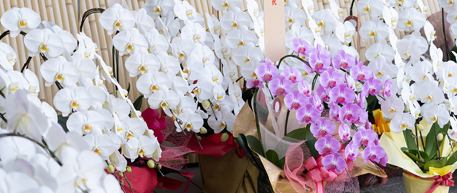 飾られた大輪胡蝶蘭