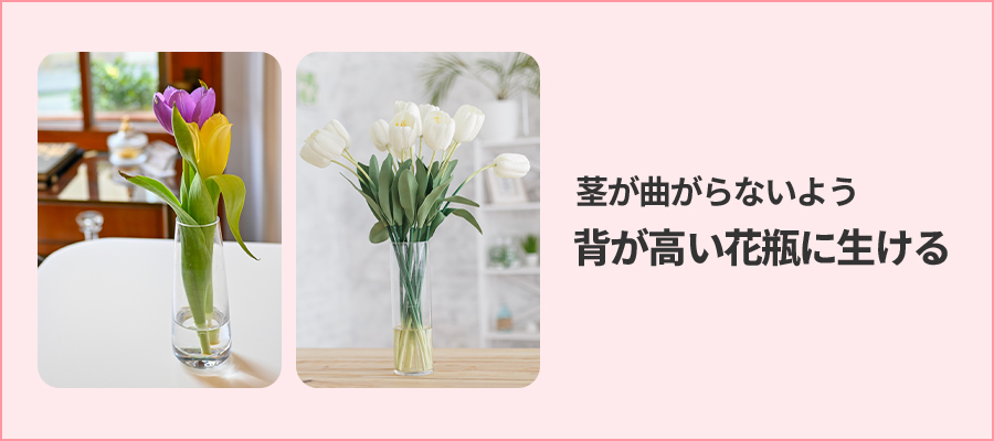 チューリップの切り花を日持ちさせるには？長持ちさせる水揚げ