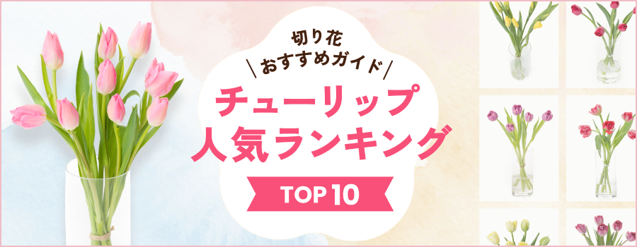 チューリップ人気ランキング