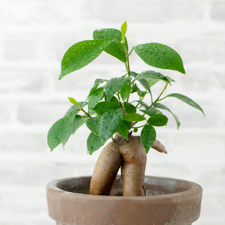 観葉植物